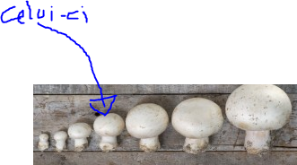 http://veroniqueetlachouquetterie.fr/Photos/champ.png